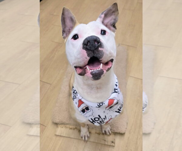 Medium Photo #14 American Bulldog-Labrador Retriever Mix Puppy For Sale in Rockaway, NJ, USA