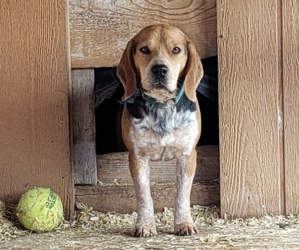 Medium Photo #1 Beagle Puppy For Sale in PLATTEVILLE, WI, USA