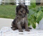 Puppy Gianna Cavapoo