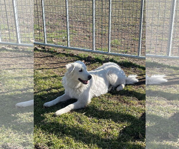 Medium Photo #5 Great Pyrenees Puppy For Sale in Bountiful, UT, USA