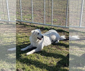 Mr Yuki - Male Great Pyrenees Dog for Adoption - Photo #5