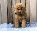 Small Photo #4 Goldendoodle (Miniature) Puppy For Sale in BURKESVILLE, KY, USA