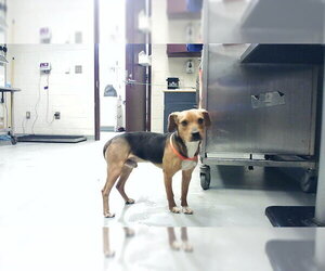 Beagle Dogs for adoption in Fayetteville, NC, USA