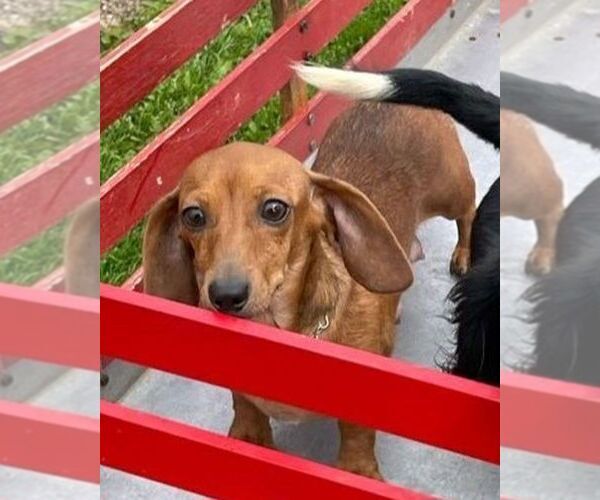 Medium Photo #1 Dachshund Puppy For Sale in THORP, WI, USA