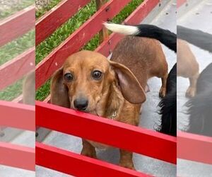 Mother of the Dachshund puppies born on 07/22/2025