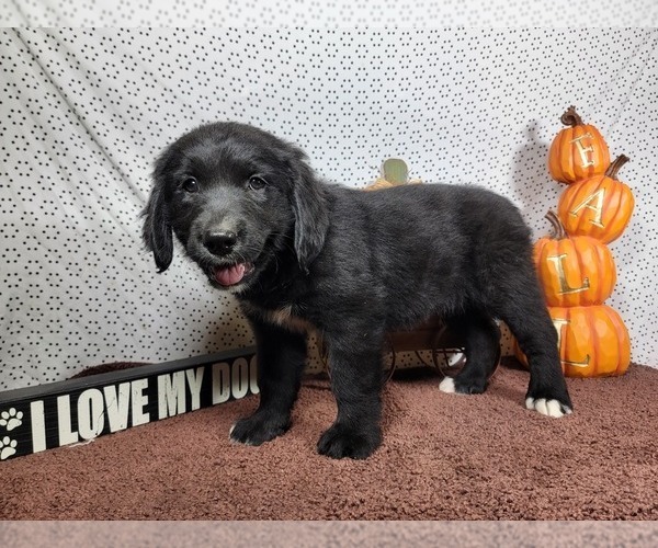 Medium Photo #7 Golden Mountain Dog Puppy For Sale in BLACK FOREST, CO, USA