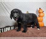 Small #6 Golden Mountain Dog