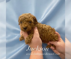 Poodle (Toy) Puppy for sale in WINNSBORO, LA, USA