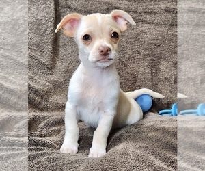 Chihuahua Puppy for sale in MANKATO, MN, USA