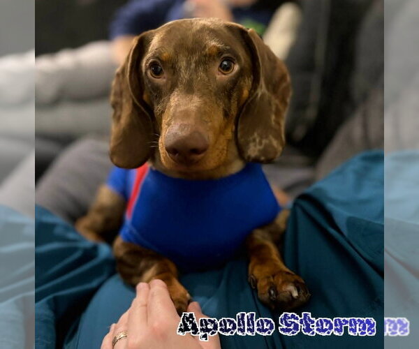 Medium Photo #15 Dachshund Puppy For Sale in San Antonio, TX, USA