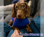 Small #14 Dachshund