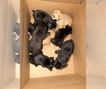 Small French Bulldog