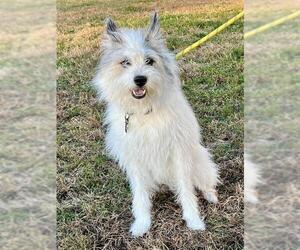 Mutt Dogs for adoption in Forestville, MD, USA