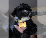 Small Photo #2 Maltipoo Puppy For Sale in SALEM, NH, USA