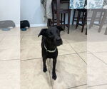 Small Labrador Retriever Mix