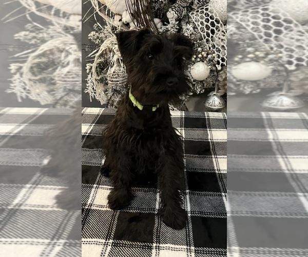 Medium Photo #1 Schnauzer (Miniature) Puppy For Sale in SOMERVILLE, AL, USA