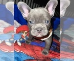 Small Photo #18 French Bulldog Puppy For Sale in SAN BERNARDINO, CA, USA
