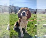Small Photo #1 Beagle Puppy For Sale in EVERETT, WA, USA