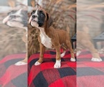 Small #7 Boxer