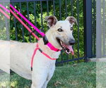 Small #1 Whippet