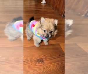 Pomeranian Puppy for sale in JOLIET, IL, USA