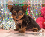 Small Photo #7 Yorkshire Terrier Puppy For Sale in SAFFORD, AZ, USA