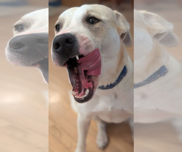 Medium Photo #7 Mutt Puppy For Sale in Minneapolis, MN, USA