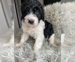 Puppy Puppy 3 Bernedoodle-Poodle (Standard) Mix