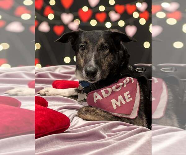 Medium Photo #1 German Shepherd Dog-Unknown Mix Puppy For Sale in Bellingham, WA, USA