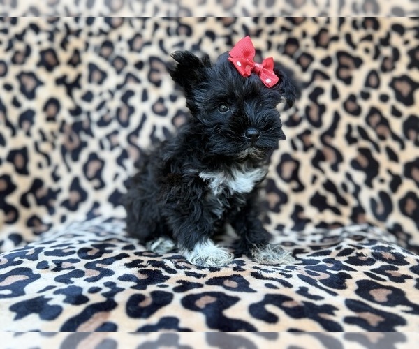 Medium Photo #2 Schnauzer (Miniature) Puppy For Sale in LAKELAND, FL, USA