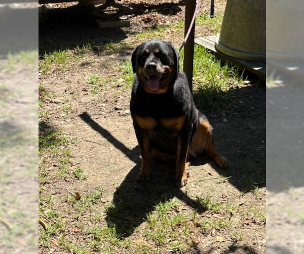 Medium Photo #8 Rottweiler-Unknown Mix Puppy For Sale in Oakhurst, NJ, USA