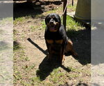 Small #7 Rottweiler Mix