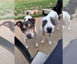 Woodford - Male Rat Terrier-Unknown Mix Dog for Adoption - Photo #4