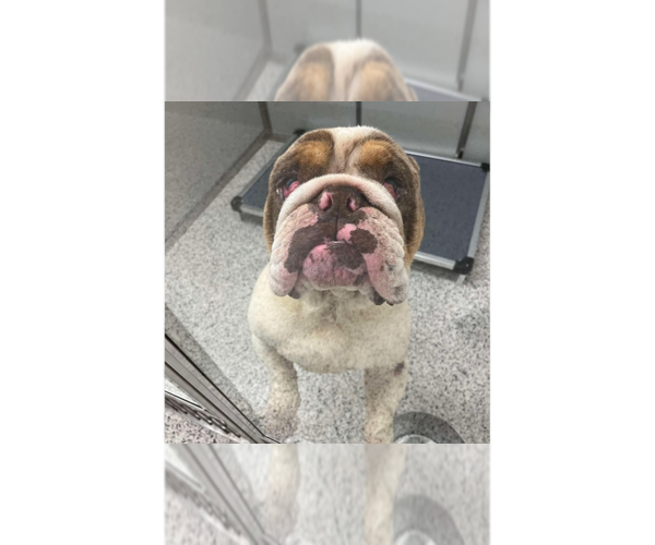 Medium Photo #1 Bulldog-Unknown Mix Puppy For Sale in New York, NY, USA