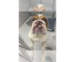 Small Bulldog Mix