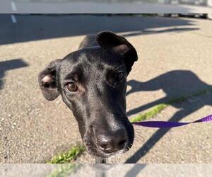 Border Collie-Unknown Mix Dogs for adoption in Santa Rosa, CA, USA