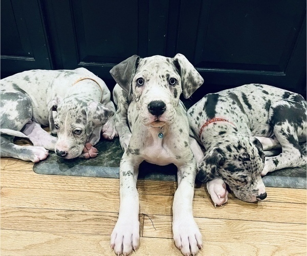 Medium Photo #3 Great Dane Puppy For Sale in HEBRON, CT, USA
