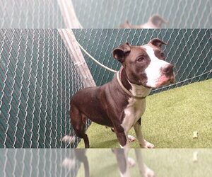 Mutt Dogs for adoption in Downey, CA, USA