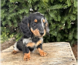 Dachshund Puppy for sale in MIDDLEBURY, IN, USA