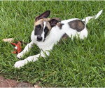Small #3 Labrador Retriever Mix