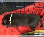 Small Photo #16 Labrador Retriever Puppy For Sale in CLEARWATER, FL, USA