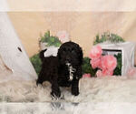 Small Photo #9 Cocker Spaniel-Poodle (Miniature) Mix Puppy For Sale in WARSAW, IN, USA