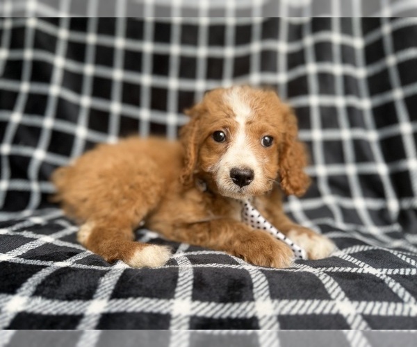 Medium Photo #3 Cockapoo (Miniature) Puppy For Sale in LAKELAND, FL, USA
