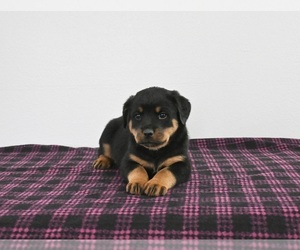 Rottweiler Puppy for sale in APPLE CREEK, OH, USA