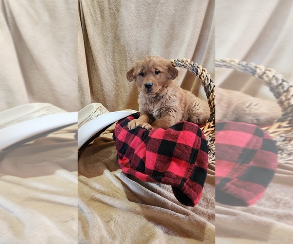 Medium Photo #8 Golden Retriever Puppy For Sale in GREENWOOD, WI, USA