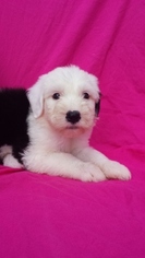 Old English Sheepdog Puppy for sale in KERNERSVILLE, NC, USA