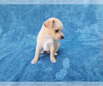Small #4 Chihuahua Mix