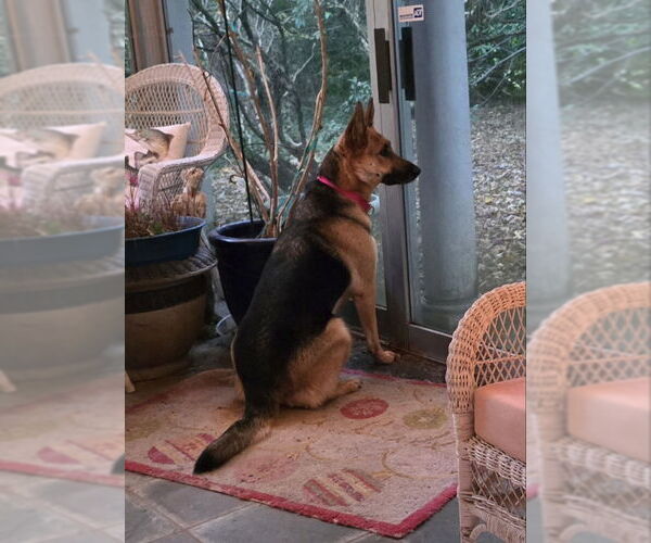 Medium Photo #15 German Shepherd Dog Puppy For Sale in Winston Salem, NC, USA