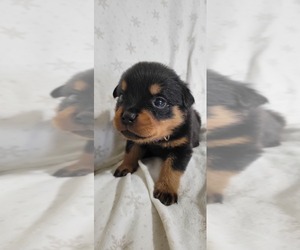 Rottweiler Puppy for sale in GENEVA, NY, USA