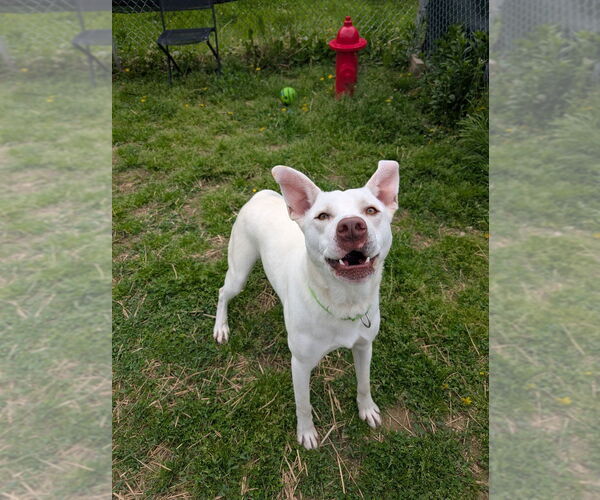Medium Photo #1 American Pit Bull Terrier-Unknown Mix Puppy For Sale in Evansville, IN, USA
